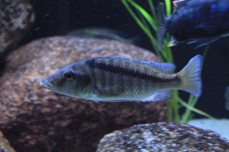 Mylochromis lateristriga 'Chimwalani Reef'